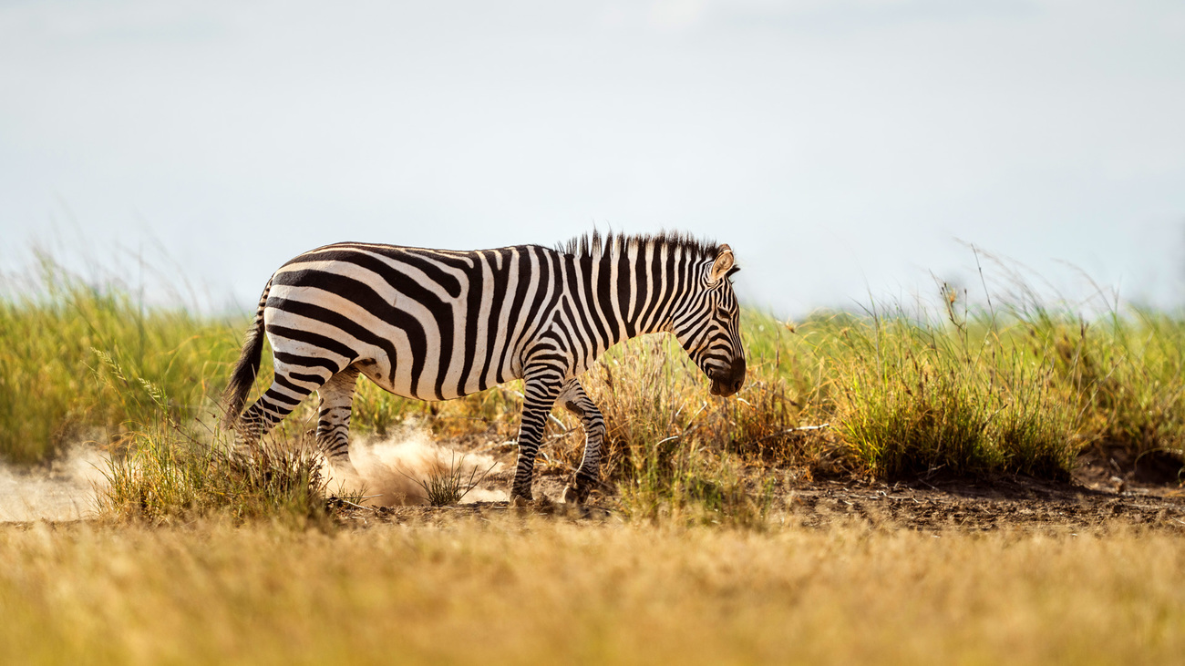 A zebra in Amboseli National Park, Kenya.