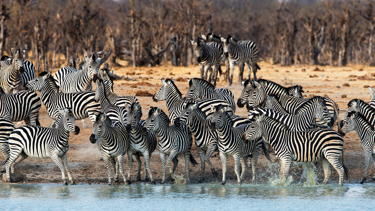 A herd of plains zebras stand at the bank of a waterhole in Hwange National Park, Zimbabwe.