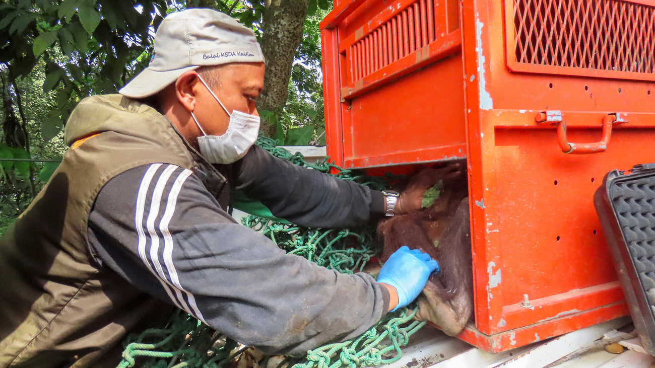 An orangutan is rescued from a fragmented forest and released into a safer environment thanks to IFAW-funded cages in Indonesia.