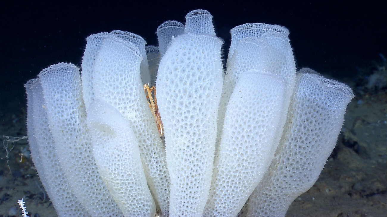 A glass sponge commonly known as the 'Venus flower basket' in the northwestern Gulf of Mexico.