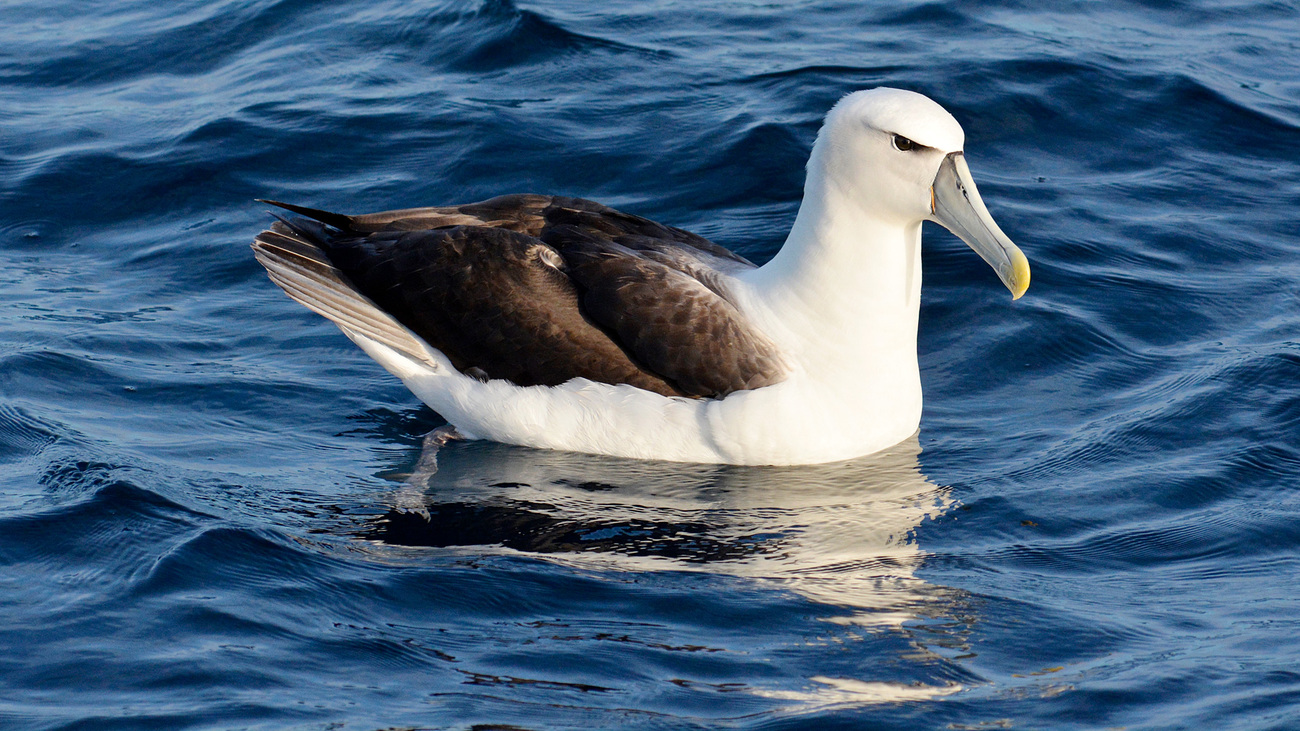 An albatross floating in the waters of Tasmania.