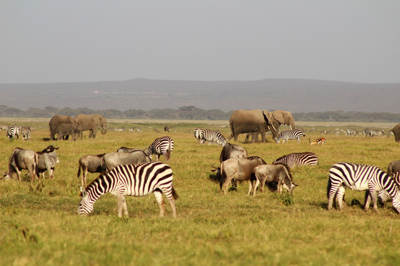 Zèbres, éléphants et gnous dans le parc national d’Amboseli au Kenya. 