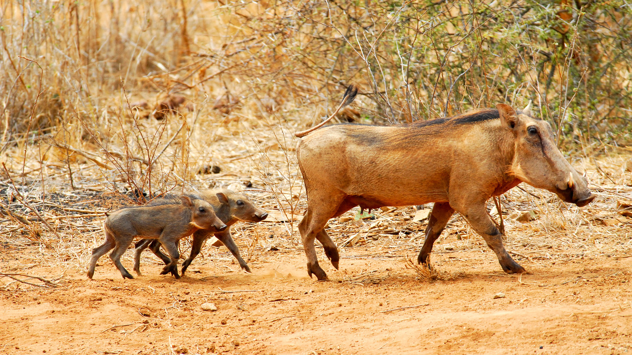 Warthog and piglets in Tsavo West National Park, Kenya.