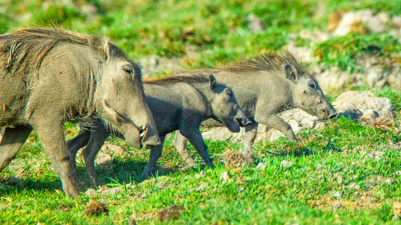 Three warthogs in Amboseli National Park.