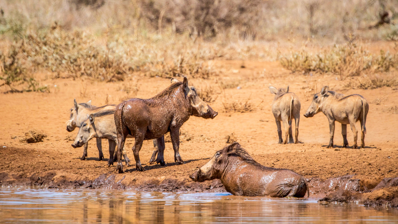 Warthogs at water’s edge in Amboseli, Kenya.