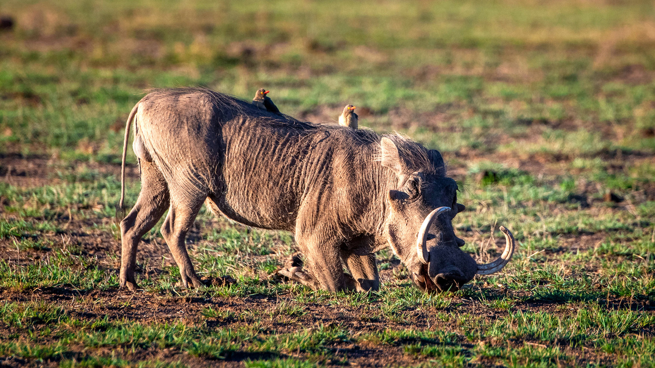 Two yellow-billed oxpeckers sit on a grazing warthog's back.