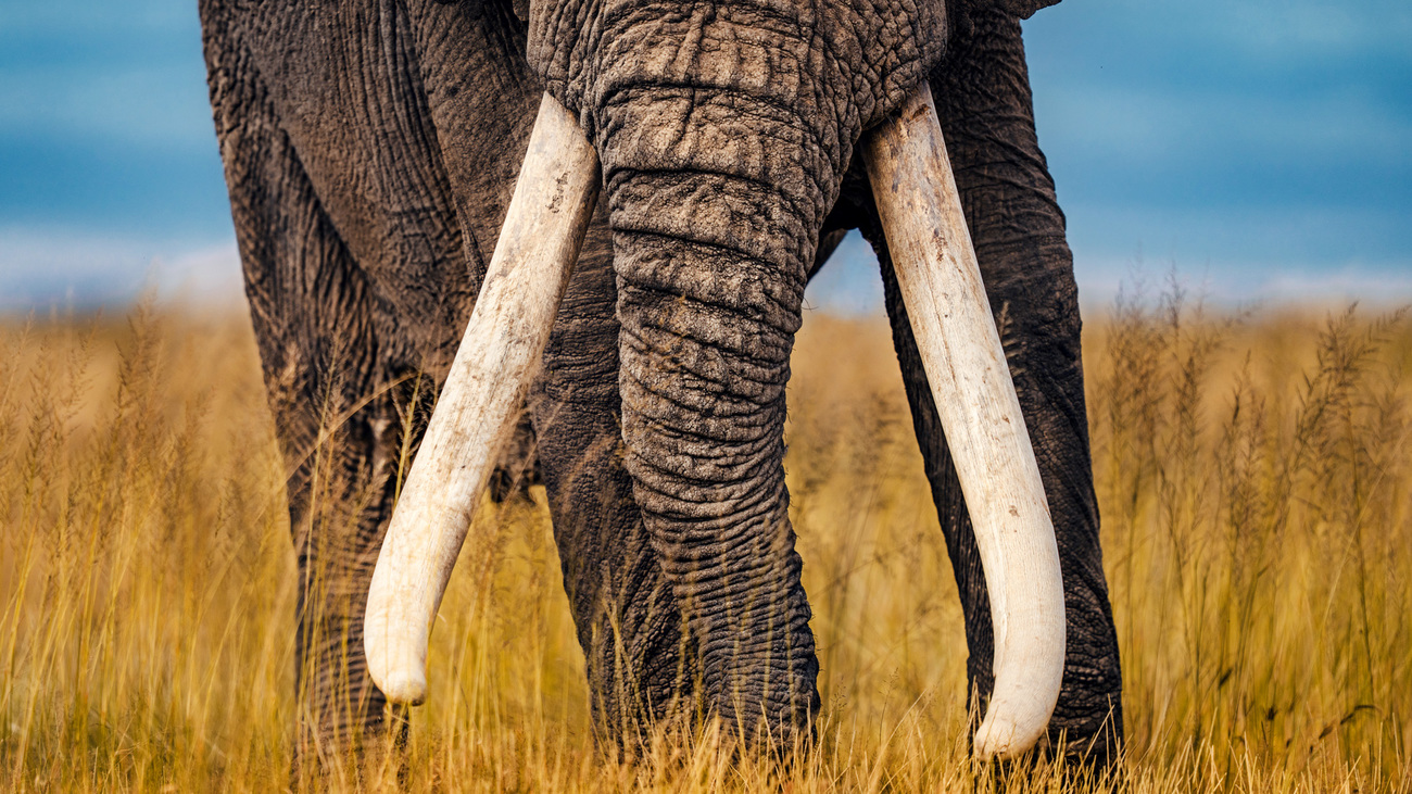 Nahaufnahme der Stoßzähne eines "Big Tuskers" im Amboseli-Nationalpark, Kenia.