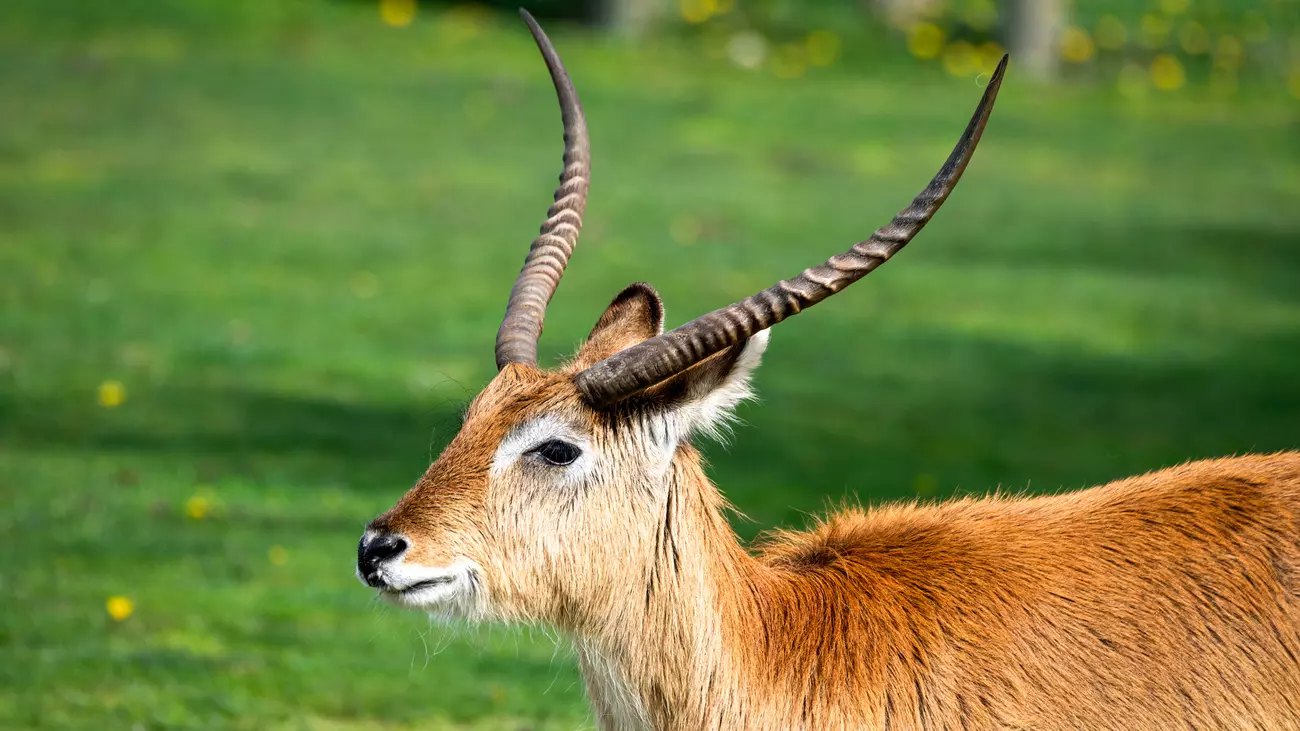 A male Kafue lechwe.