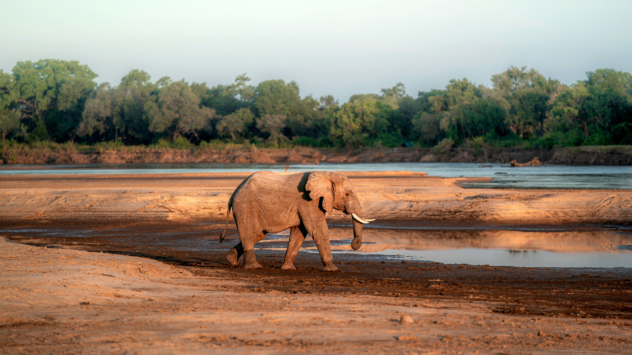 Een solitaire olifant loopt langs het water in Zambia. 