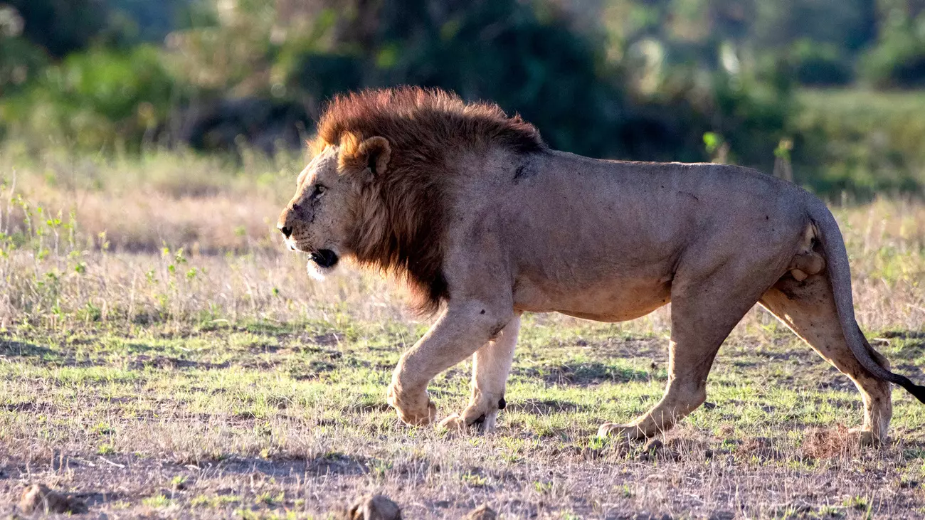 Male lion
