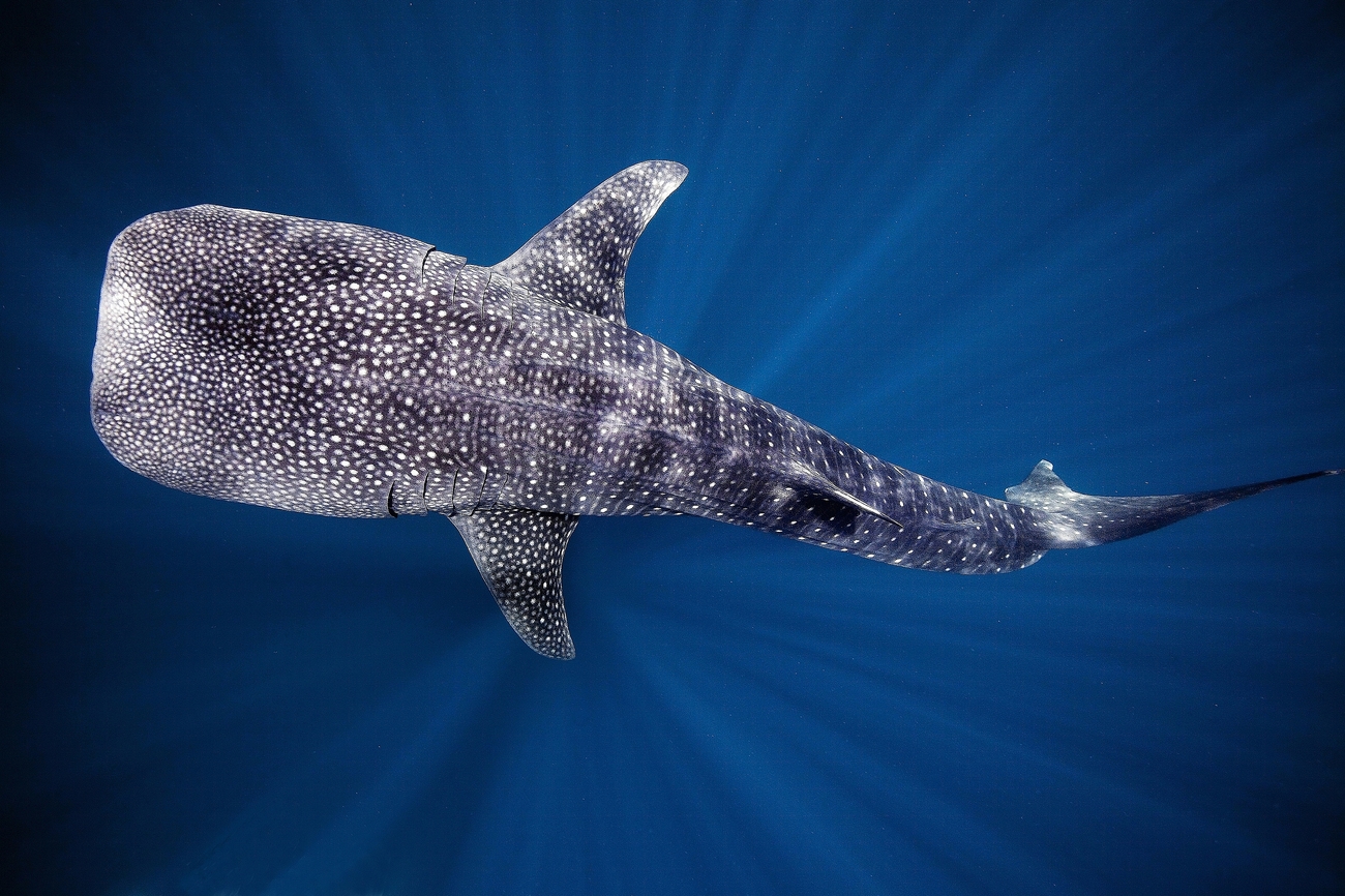 A whale shark photographed from above.