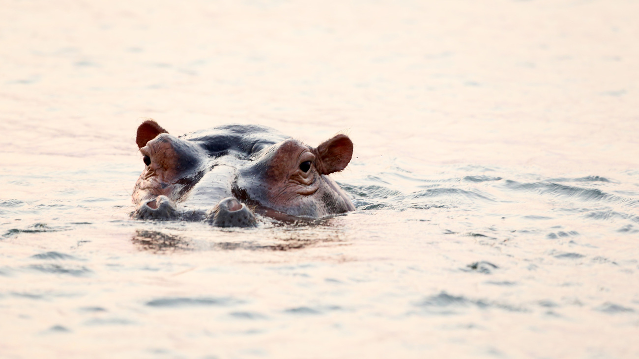 Een nijlpaard zwemmend in Lower Zambezi National Park in Zambia. 