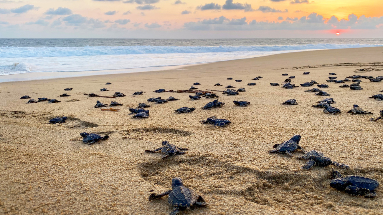 Leatherback turtle hatchlings whose nesting site was damaged by Hurricane Otis make their way to the ocean in Acapulco, Mexico.