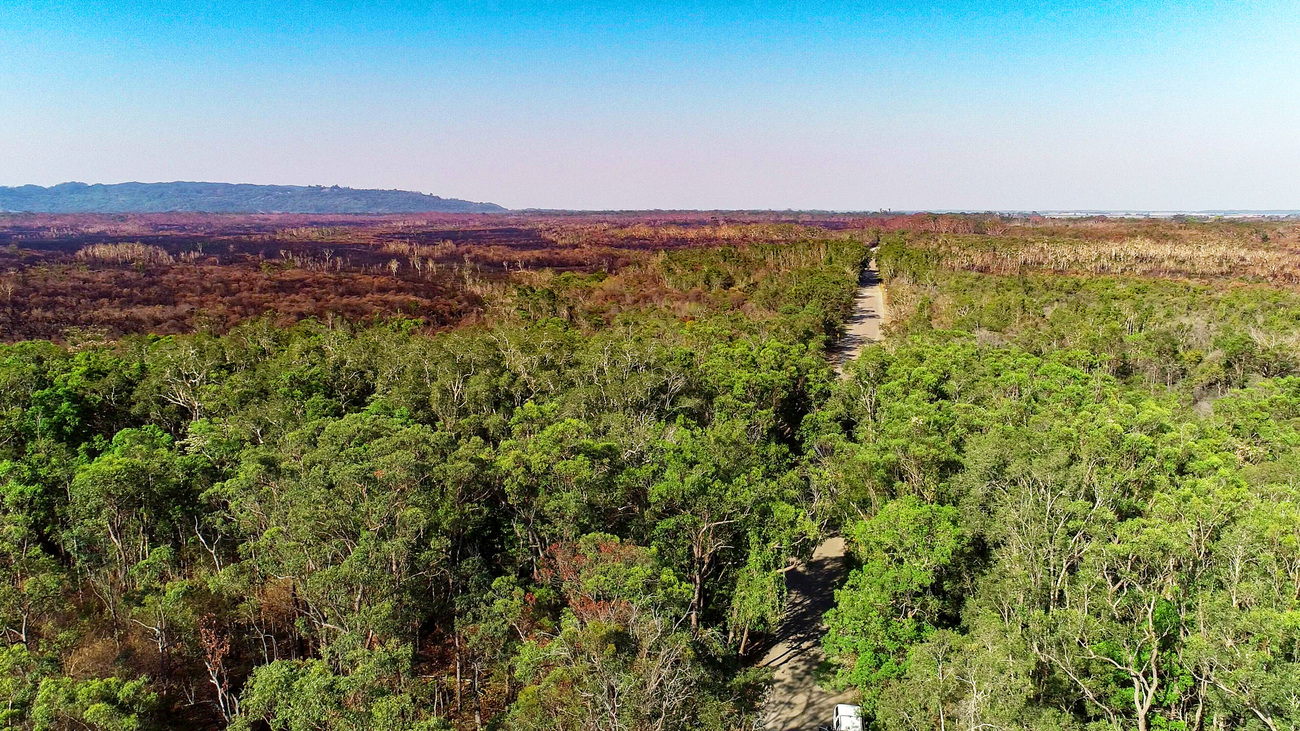 Aerial view of the forest landscape at Ngunya Jargoon IPA in New South Wales, Australia, with bushfire damage visible in the background.