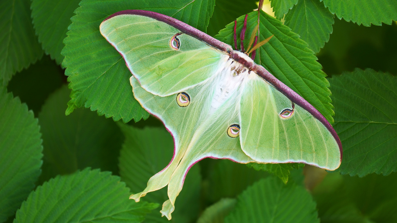 Close-up of a luna moth.