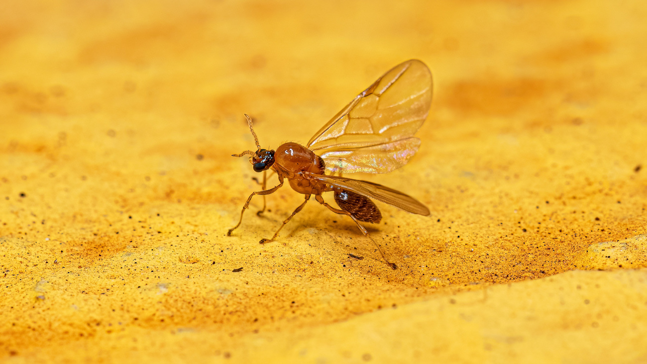 Adult male cocktail ant.