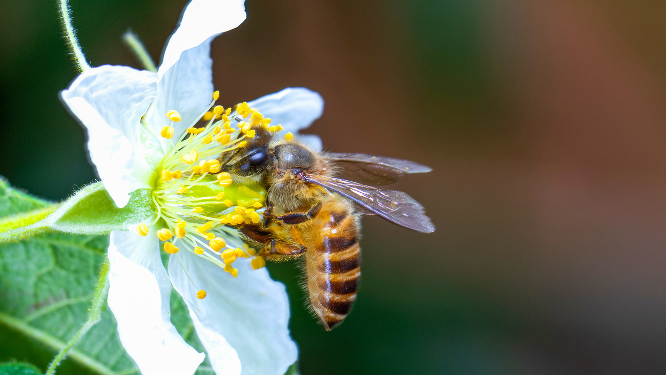 A Chinese honeybee collecting pollen.