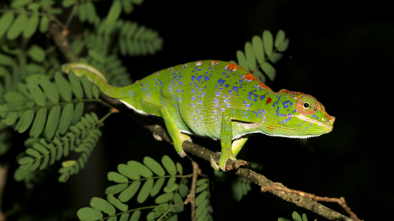 Labord’s chameleon in the wild in Madagascar.