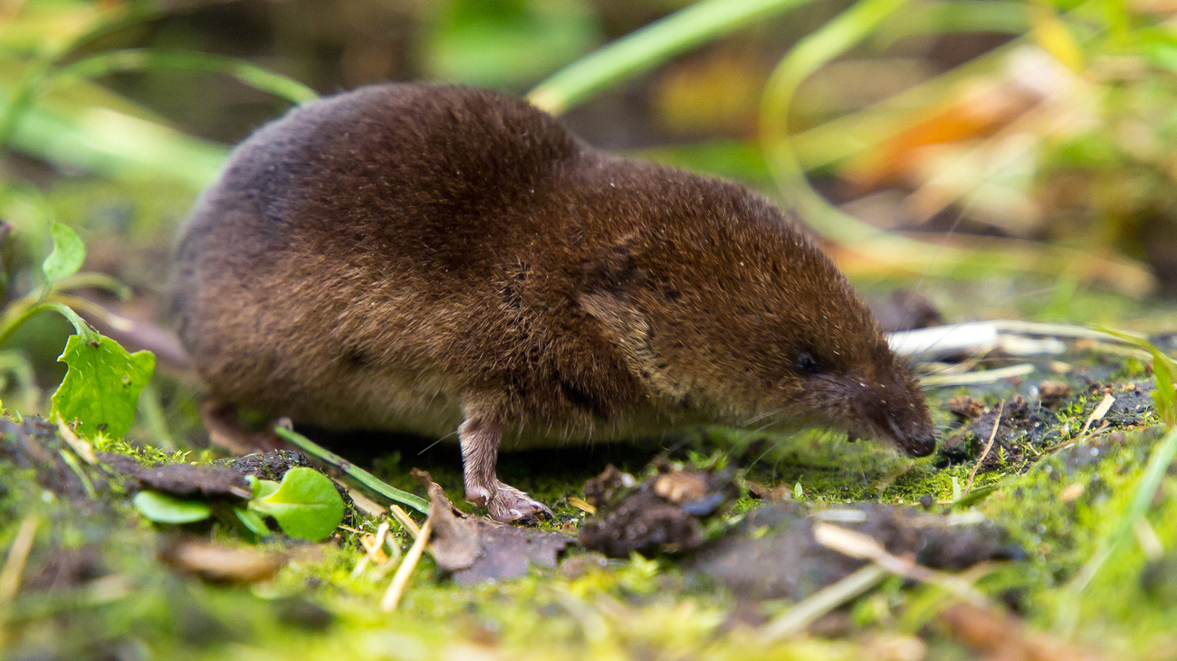 Common shrew smelling for food.