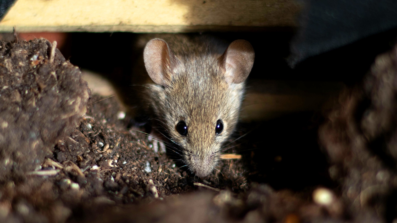 A house mouse in soil.