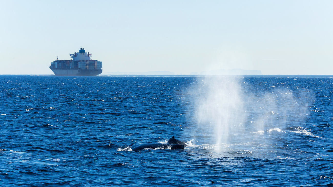 Walvis die opkomt met een vrachtschip op de achtergrond.