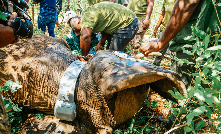Cutting edge GPS technology to track elephant movements