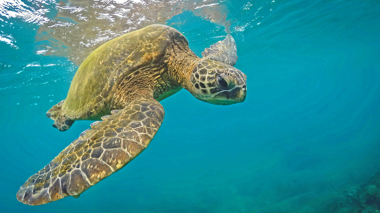 A green sea turtle swimming underwater.