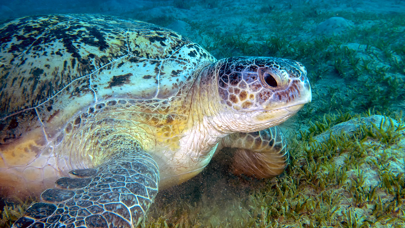 A green sea turtle in the Red Sea.