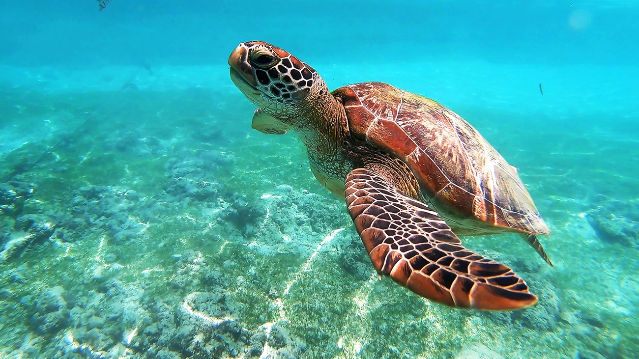 Green sea turtle swimming underwater.