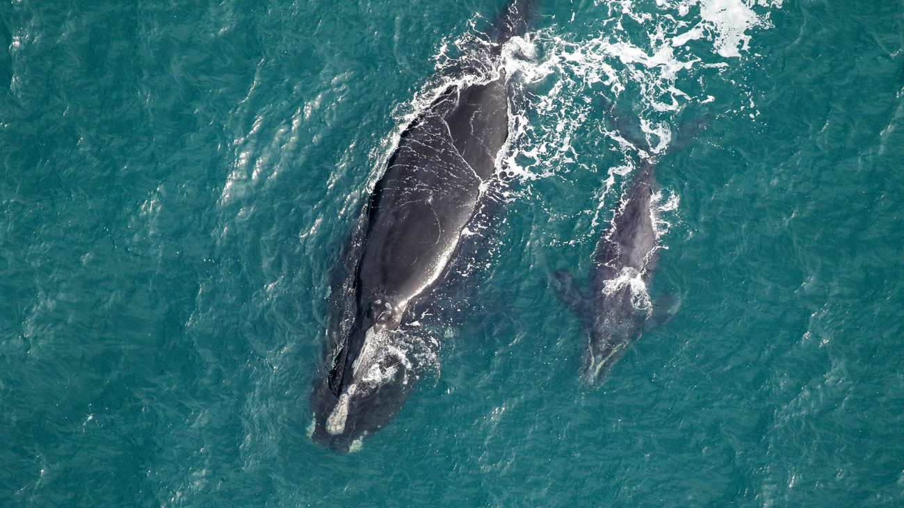 North Atlantic right whale Catalog #1950 and calf were sighted off Sapelo Island, GA on 14 January 2024.