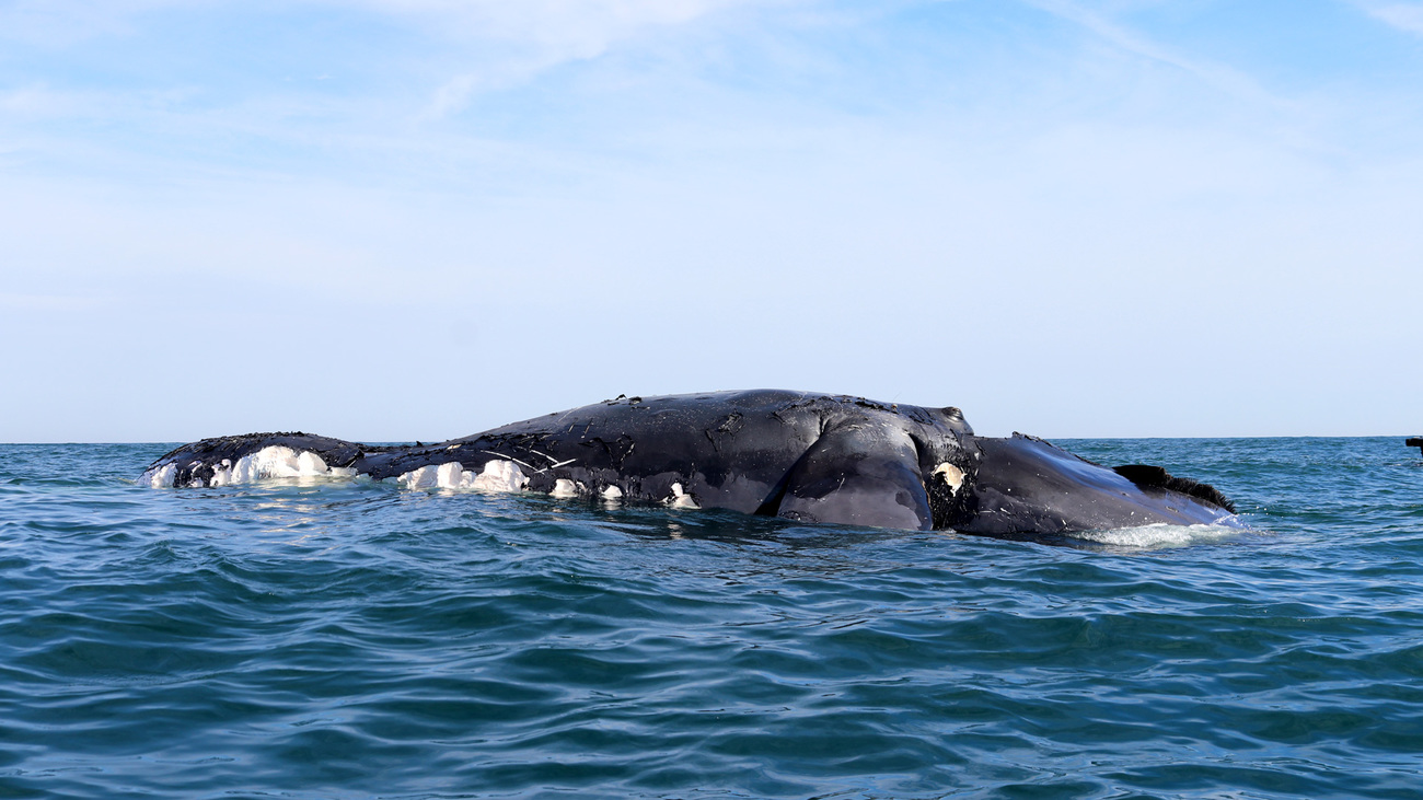 A deceased female North Atlantic right whale, Catalog #1950, was found floating approximately 50 miles offshore east of Back Bay National Wildlife Refuge, Virginia, on 30 March 2024.