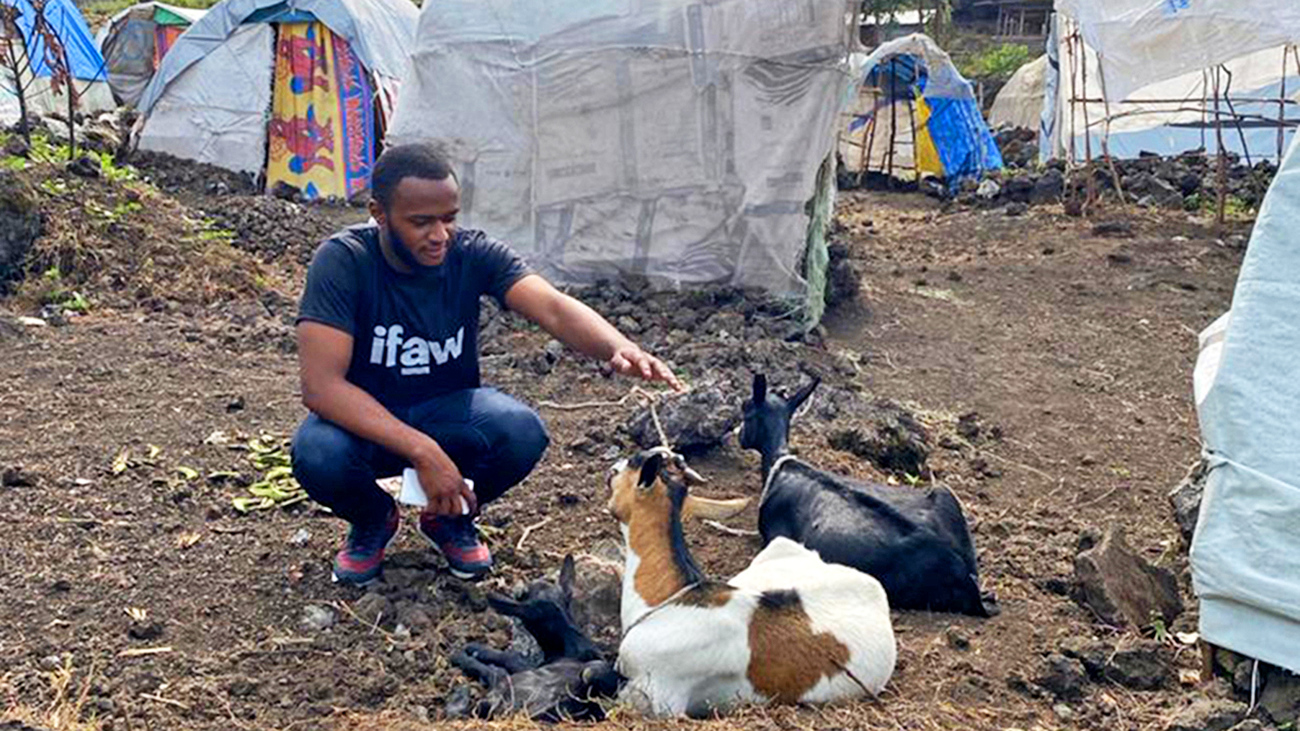 A member of the SNA assessment team assesses goats at a humanitarian camp in the South Kivu Province in eastern DRC.