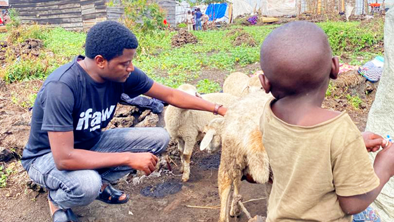 A member of the SNA assessment team assesses sheep at a humanitarian camp in the South Kivu Province in eastern DRC.