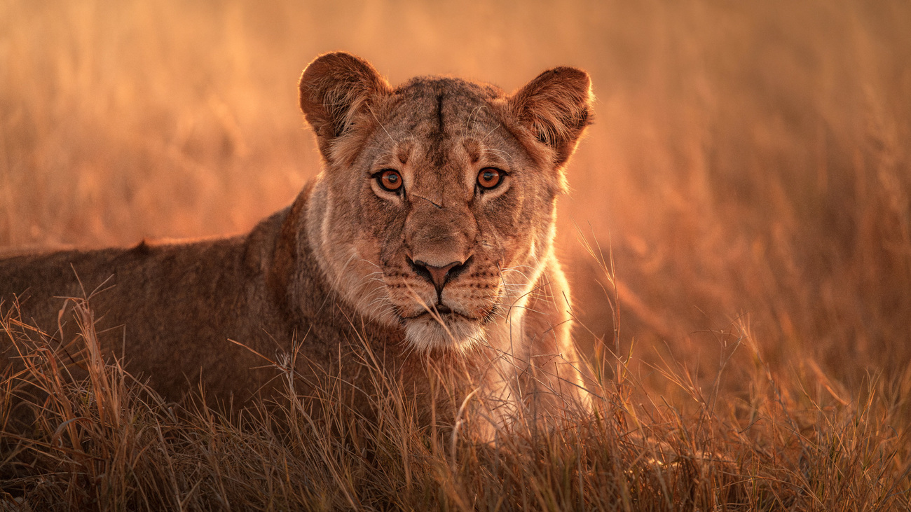 Lion in Hwange National Park, Zimbabwe.