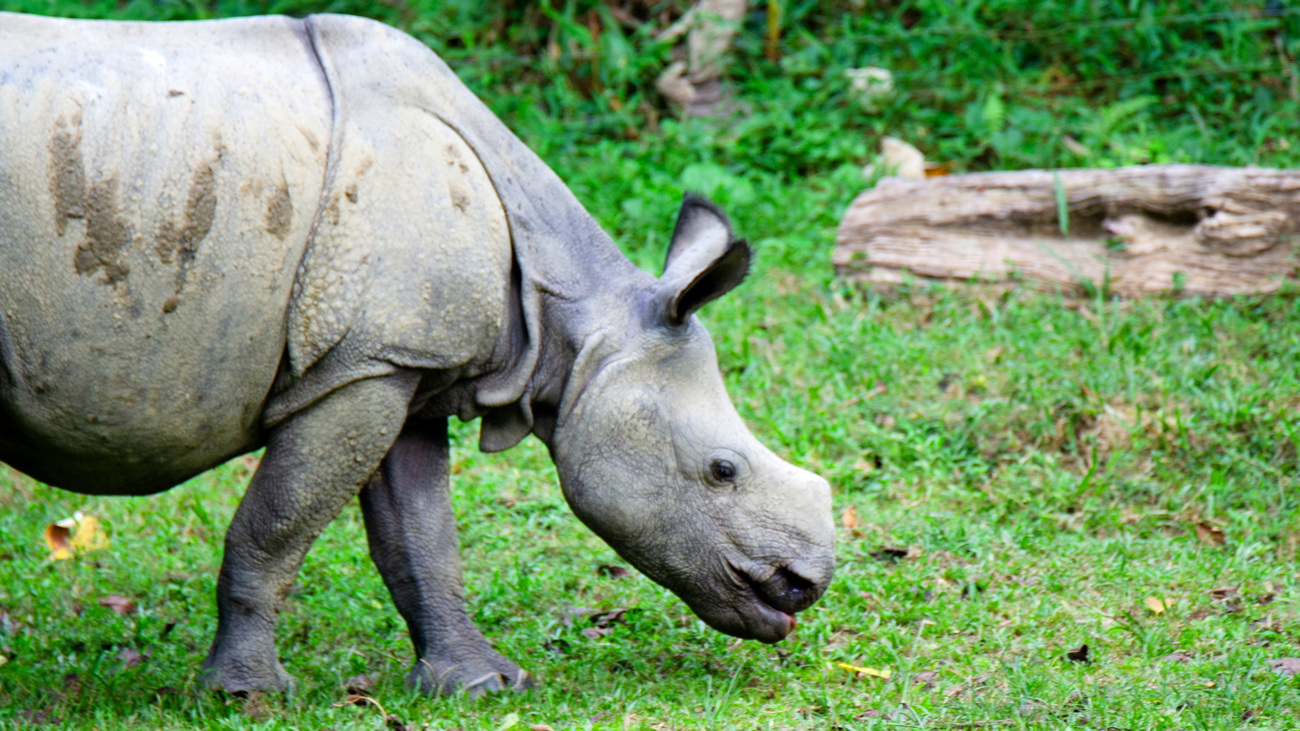 Kanai or Chandra the rhino in care at Wildlife Trust of India’s Centre for Wildlife Rehablitation and Conservation.