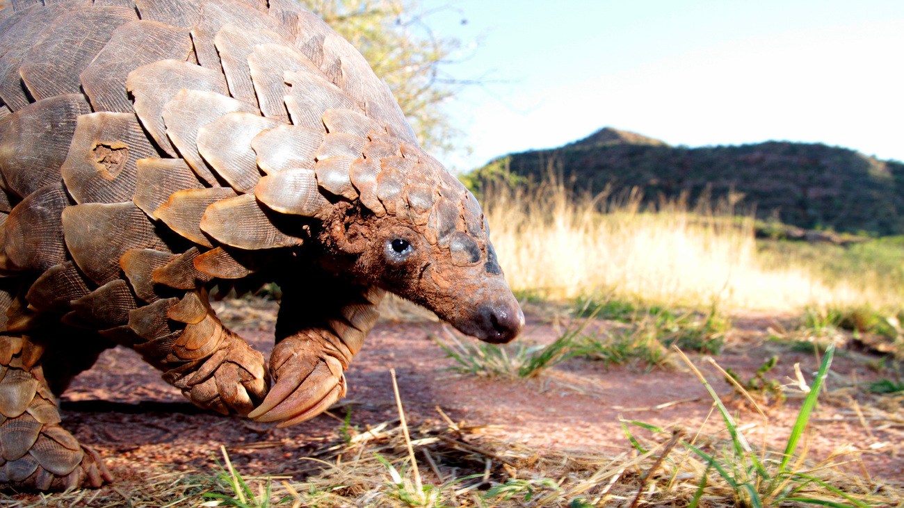 Pangolin