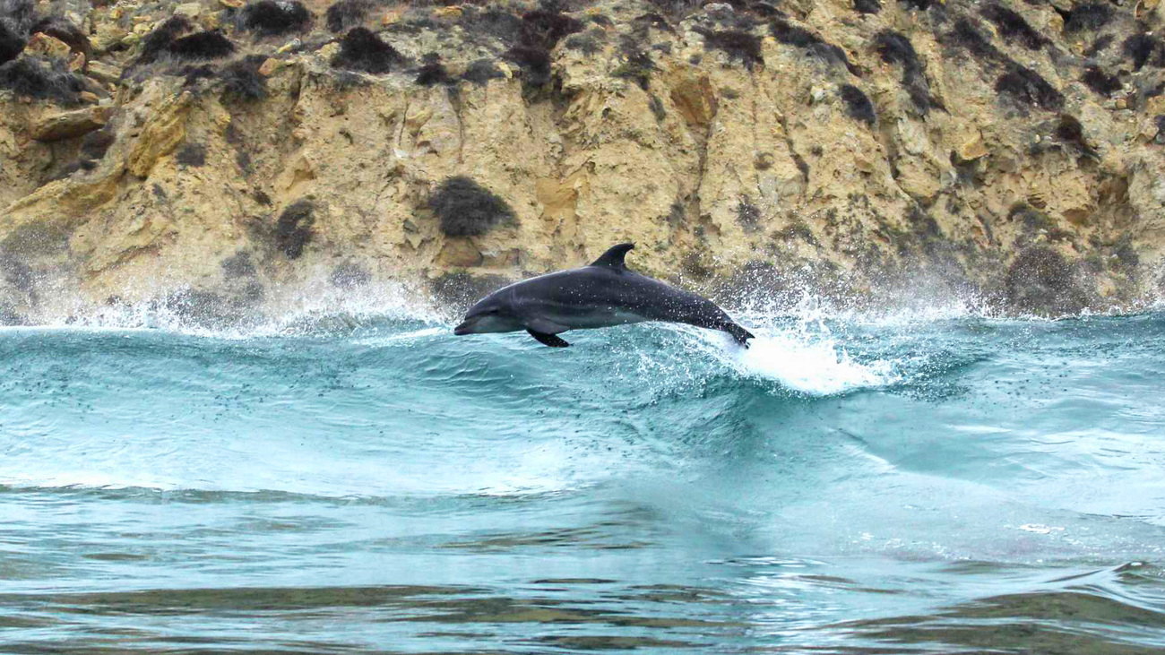 Bottlenose dolphins leaping out of the water.