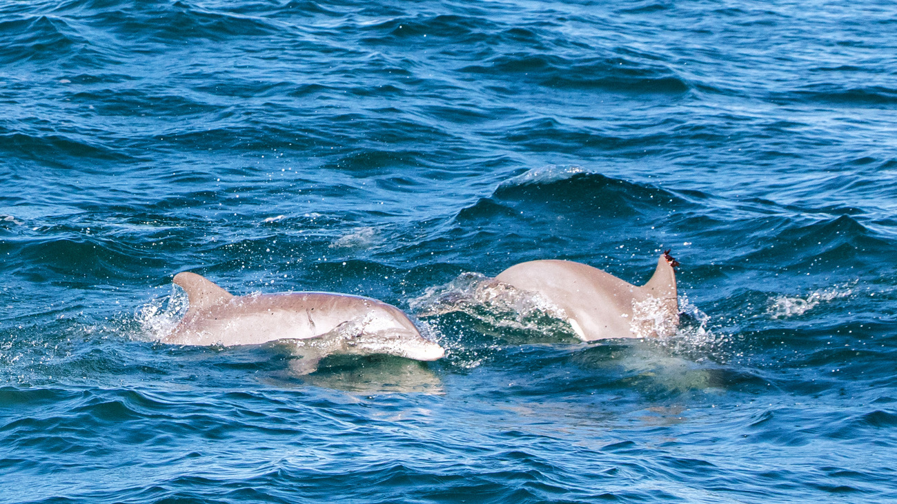 A small pod of bottlenose dolphins swims near the North Atlantic right whales.