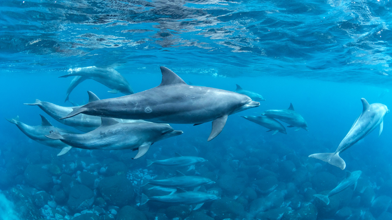 A pod of dolphins swimming underwater.