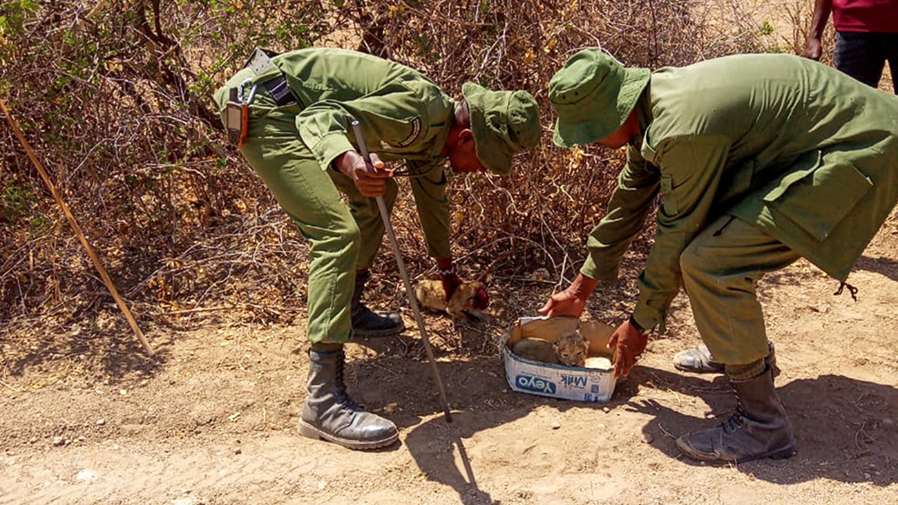 OCWR rangers rescue days-old lion cubs found without their mother in Amboseli, Kenya.