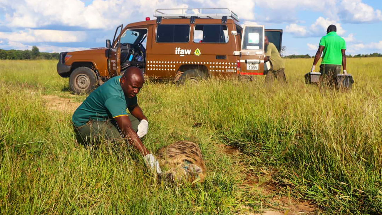 ZimParks rangers de-snare a hyena found near Jambile Pan, Hwange National Park, Zimbabwe.