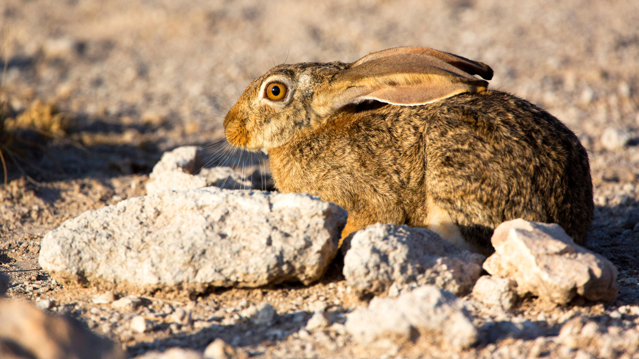 A wild rabbit.