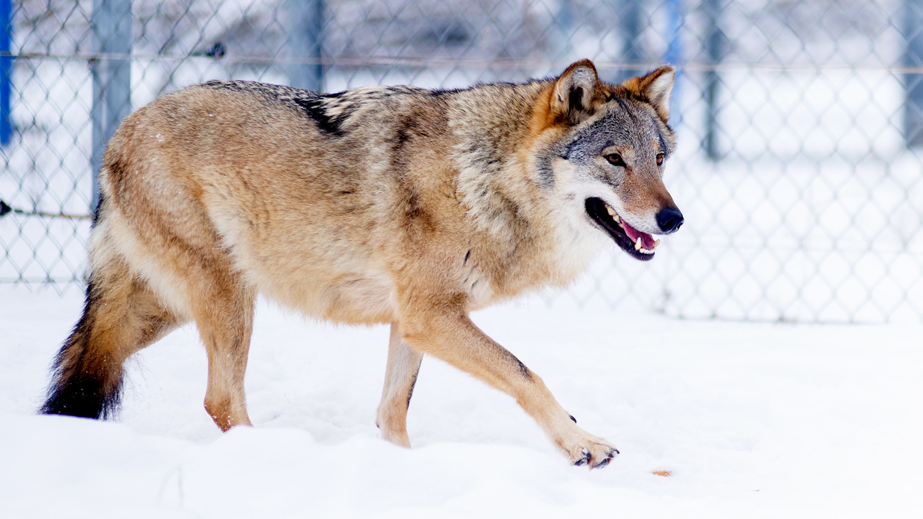 Dora the wolf doing well at White Rock Bear Shelter.