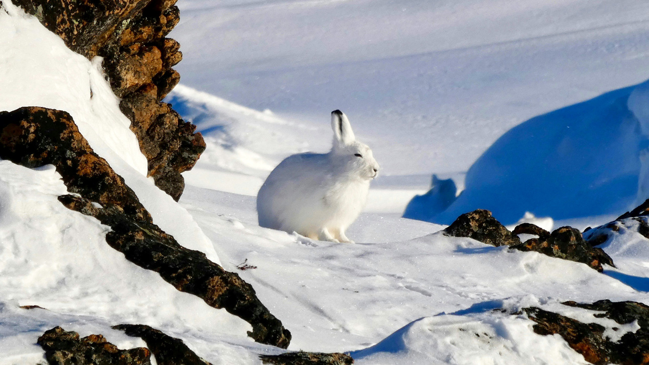 Arctic hare in the snow in Nunavut, Canada.