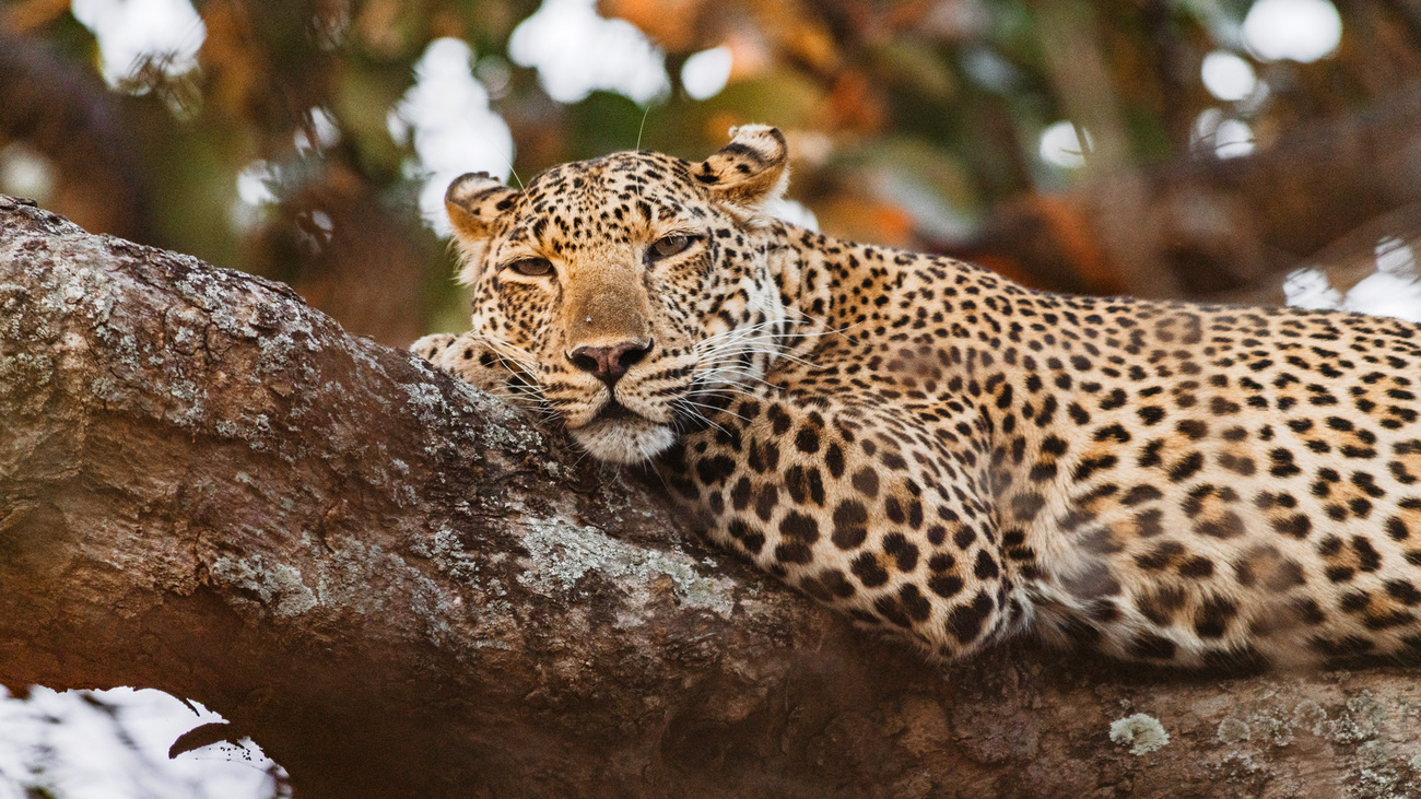  An adult female leopard resting in a tree in South Luangwa National Park, Zambia