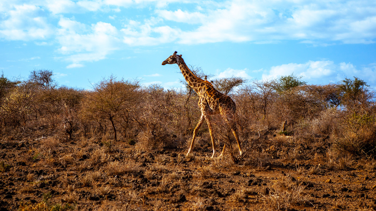 Giraffe in Amboseli National Park.