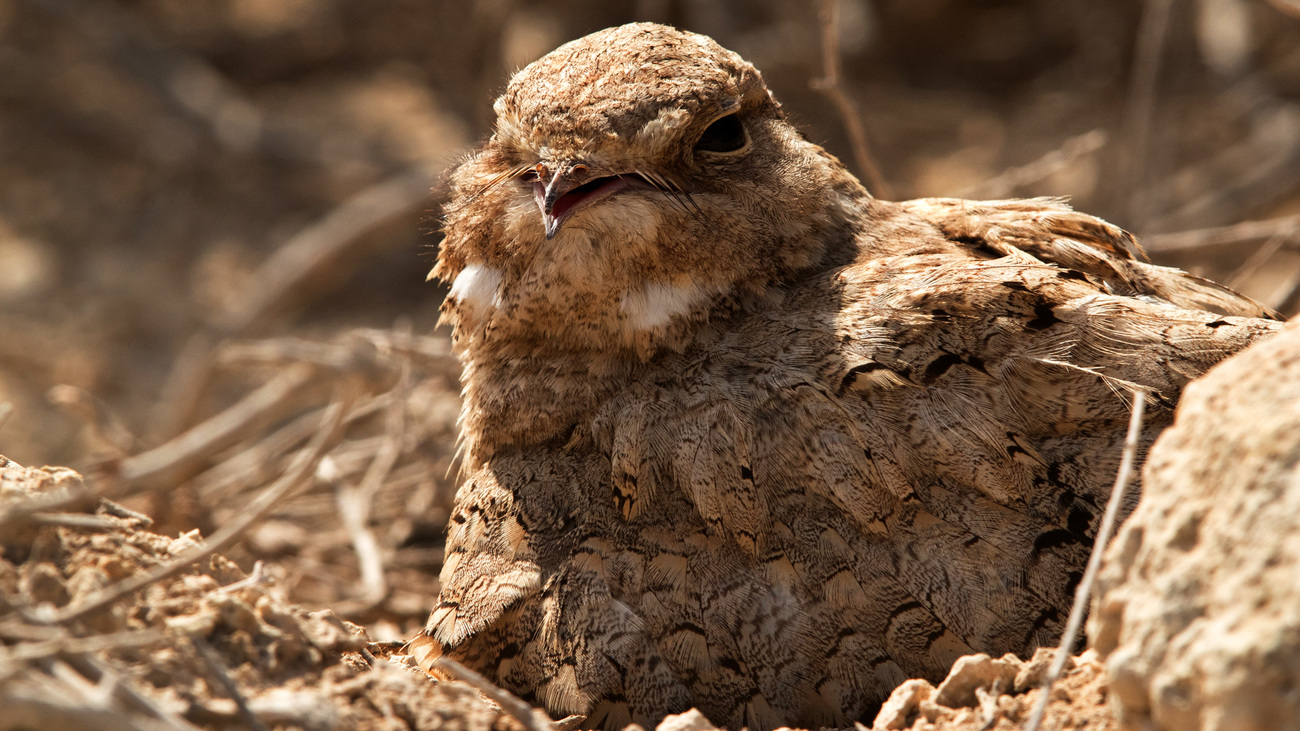 An Egyptian nightjar on the ground in Bahrain.