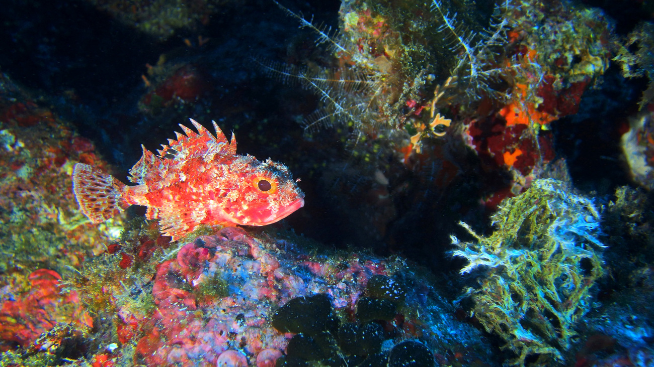 A scorpionfish in the Adriatic Sea.