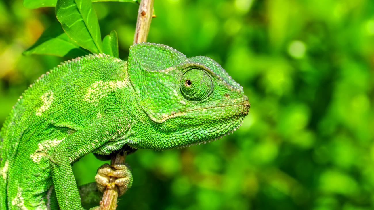 A chameleon.