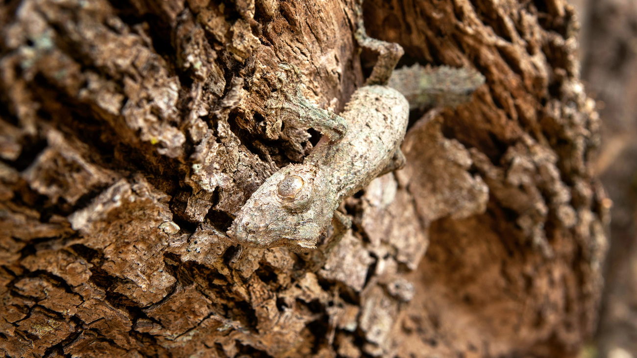 A mossy leaf-tailed gecko on a tree.